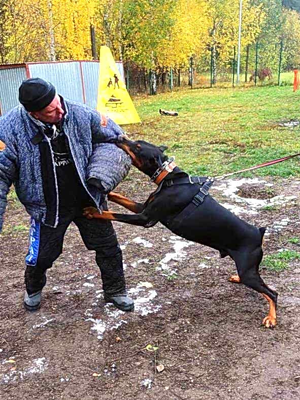 Собака по команде «фас» нападает на фигуранта