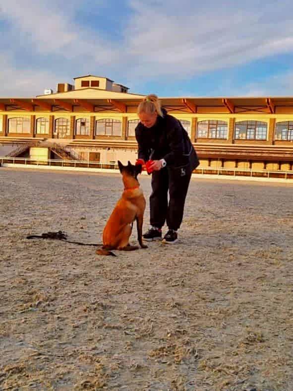 Собаку обучают апортировке