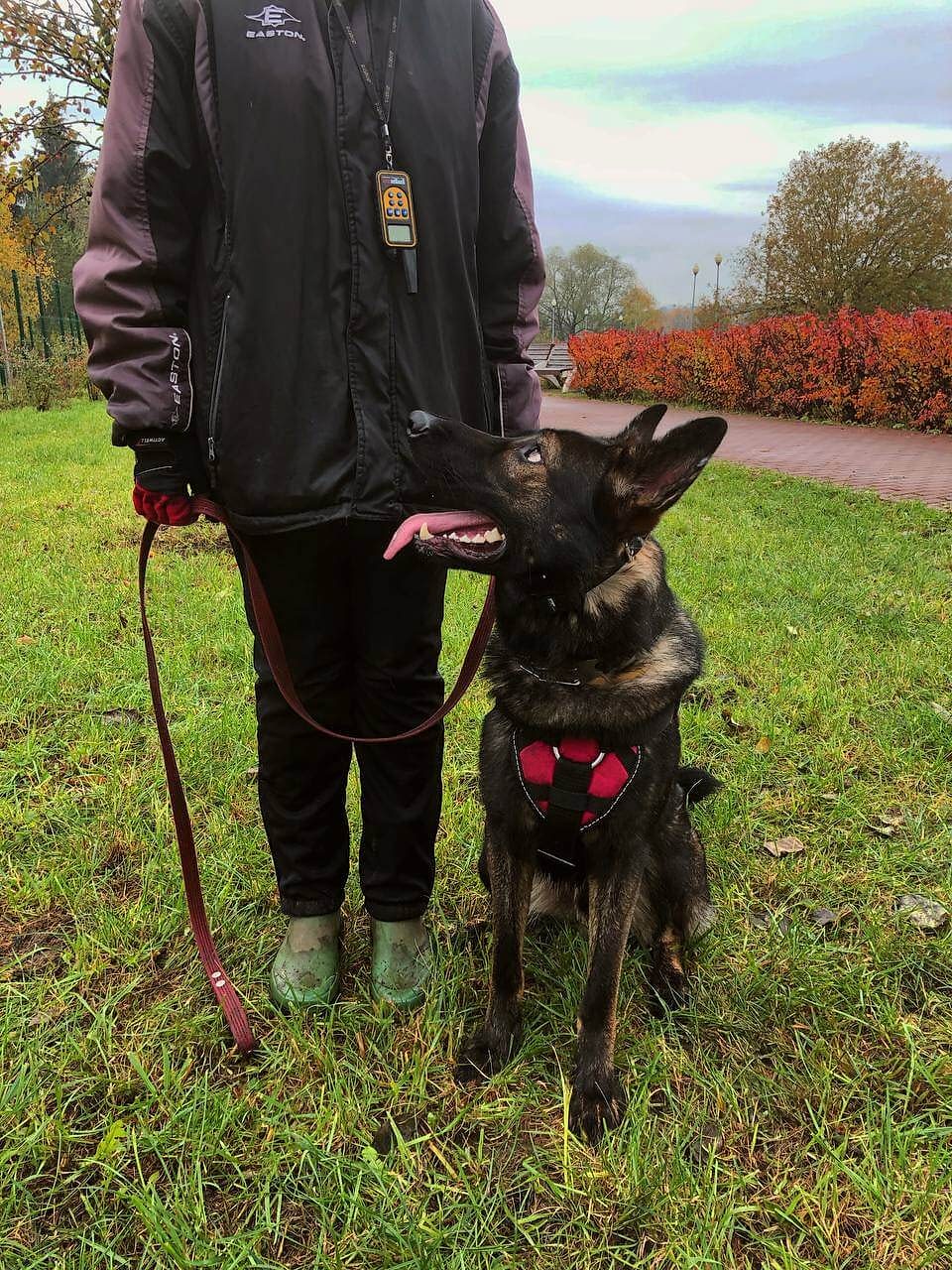 Собака сидит по команде «рядом»