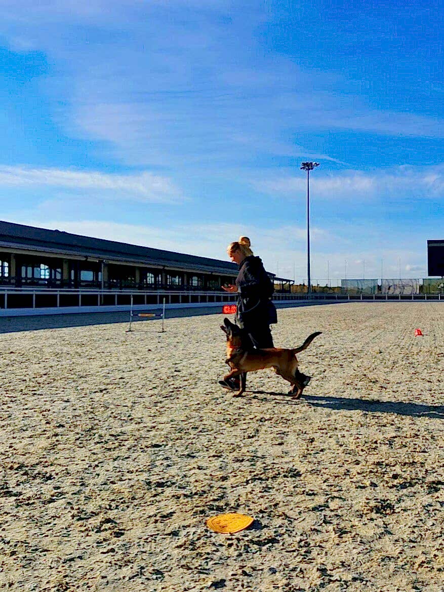 Собака идет по камнде «рядом»