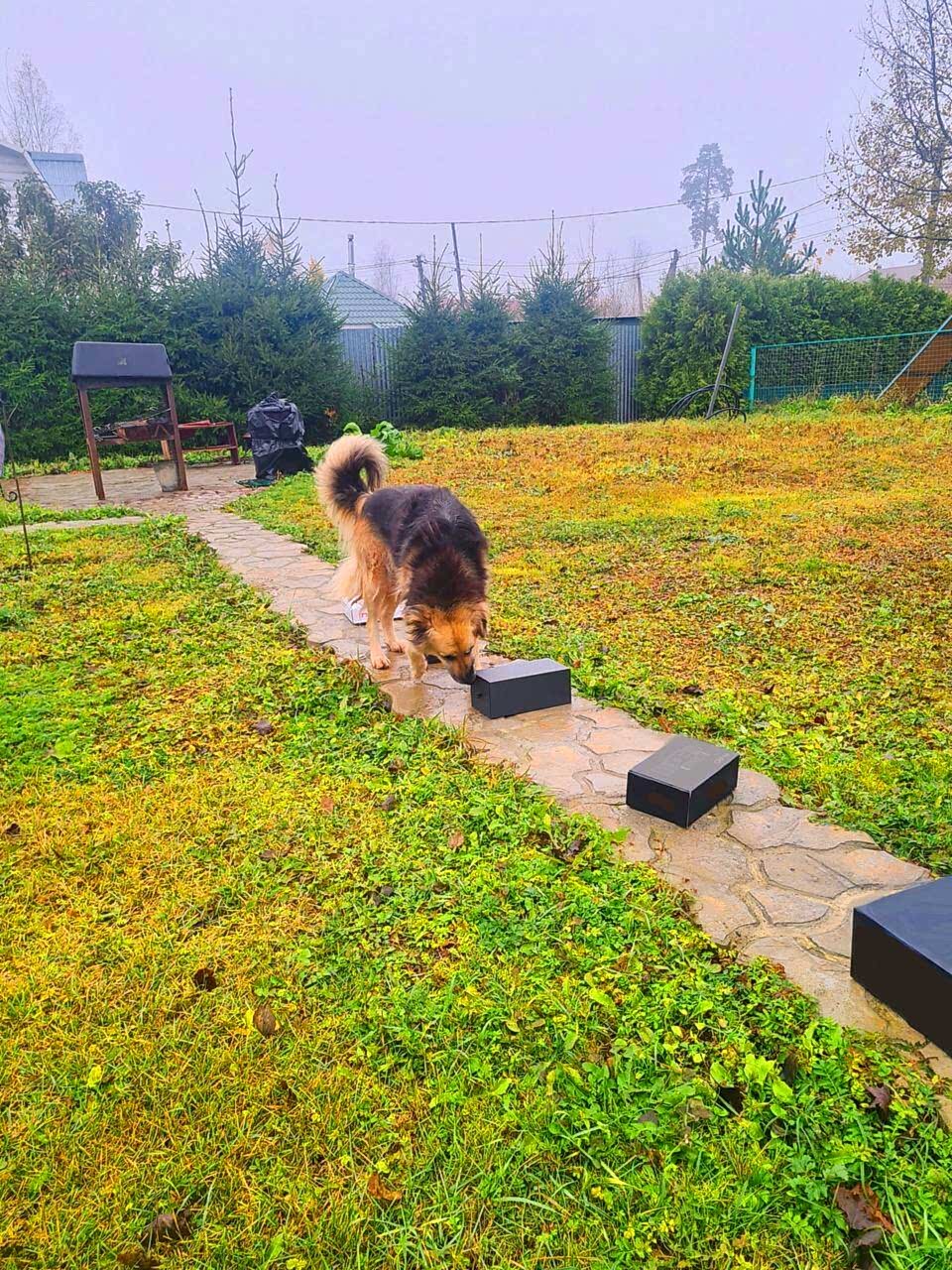 Собака ищет знакомый запах