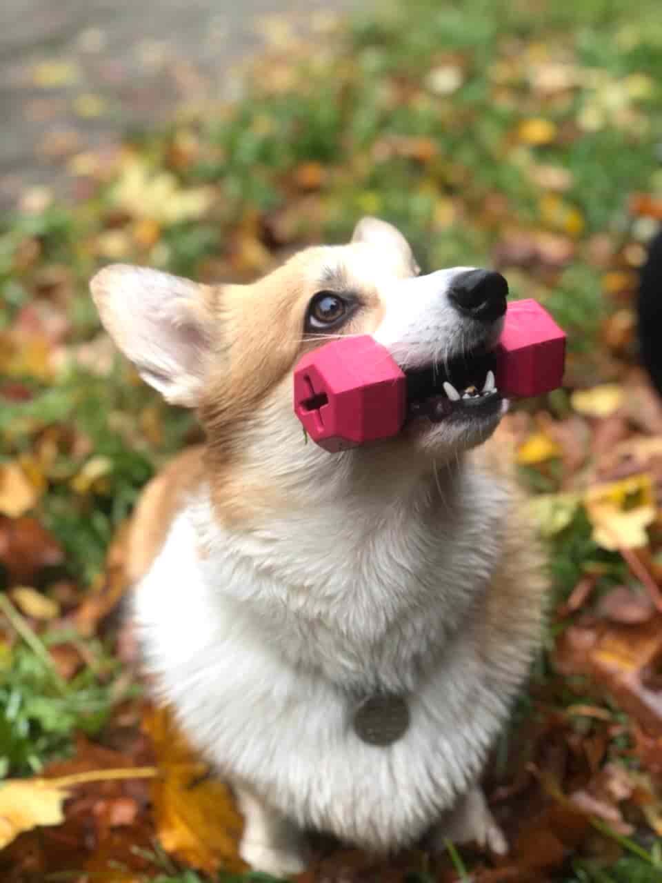 Апортировка