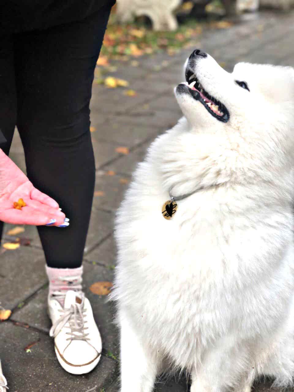 Собака ждет разрешения съесть лакомство