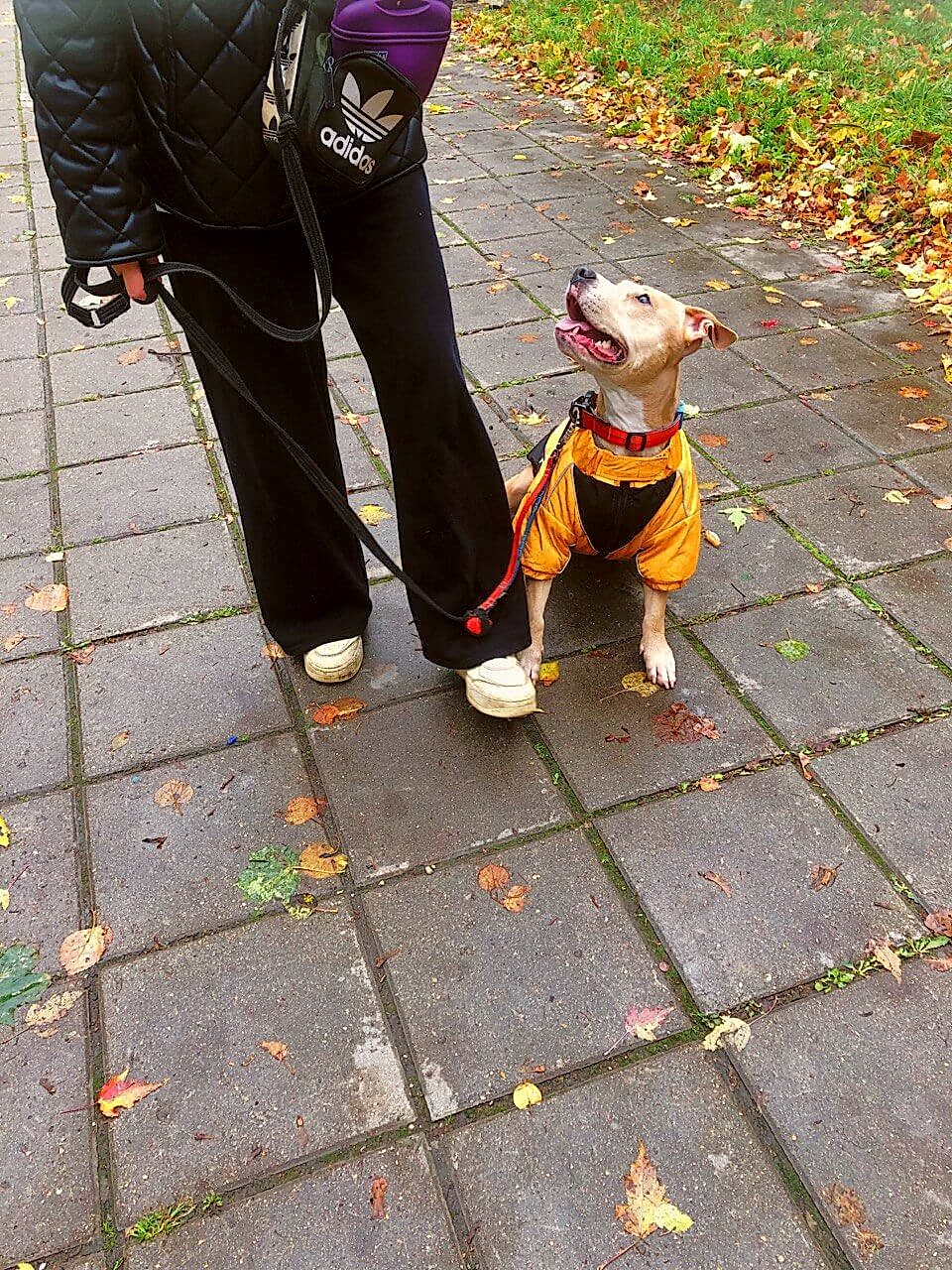 Собака сидит по команде, проводник отходит