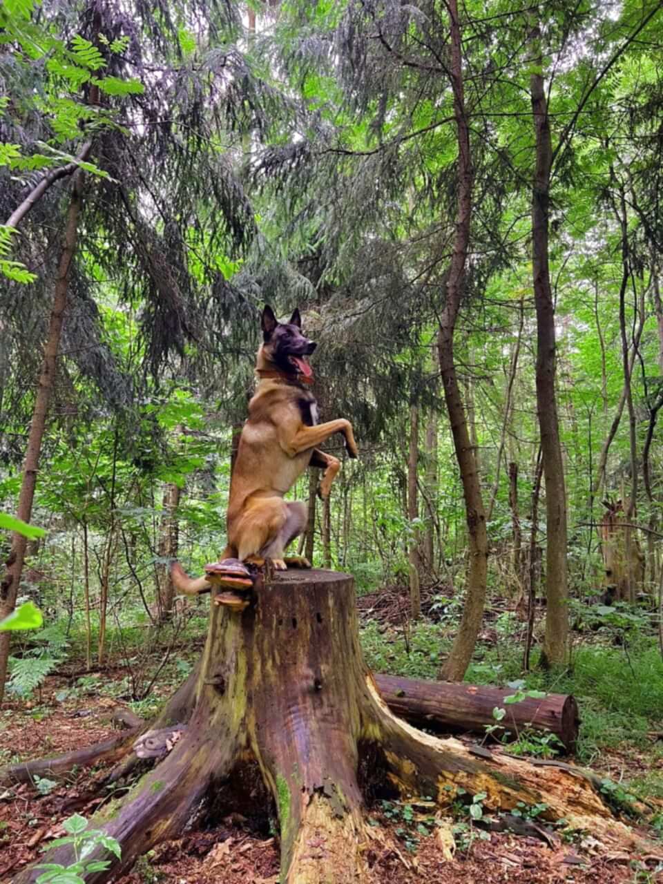 Собака стоит в «зайке»