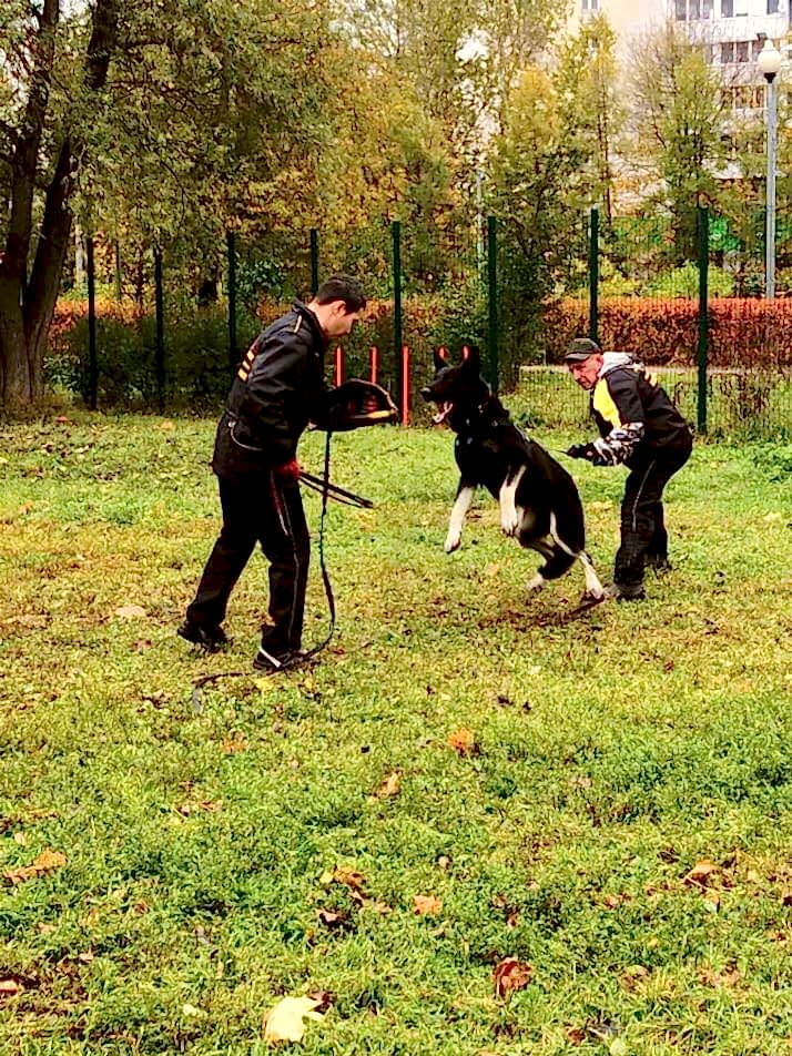 Обучение ЗКС с фигурантом и кинологом